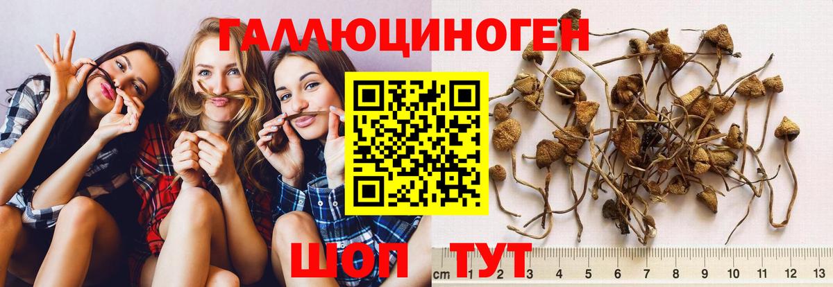 Галлюциногенные грибы Psilocybine cubensis Нурлат